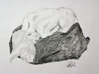 Danaiade (crayon HB et fusain)