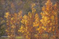 Impressions d'automne (encadr&eacute; 50x70)
